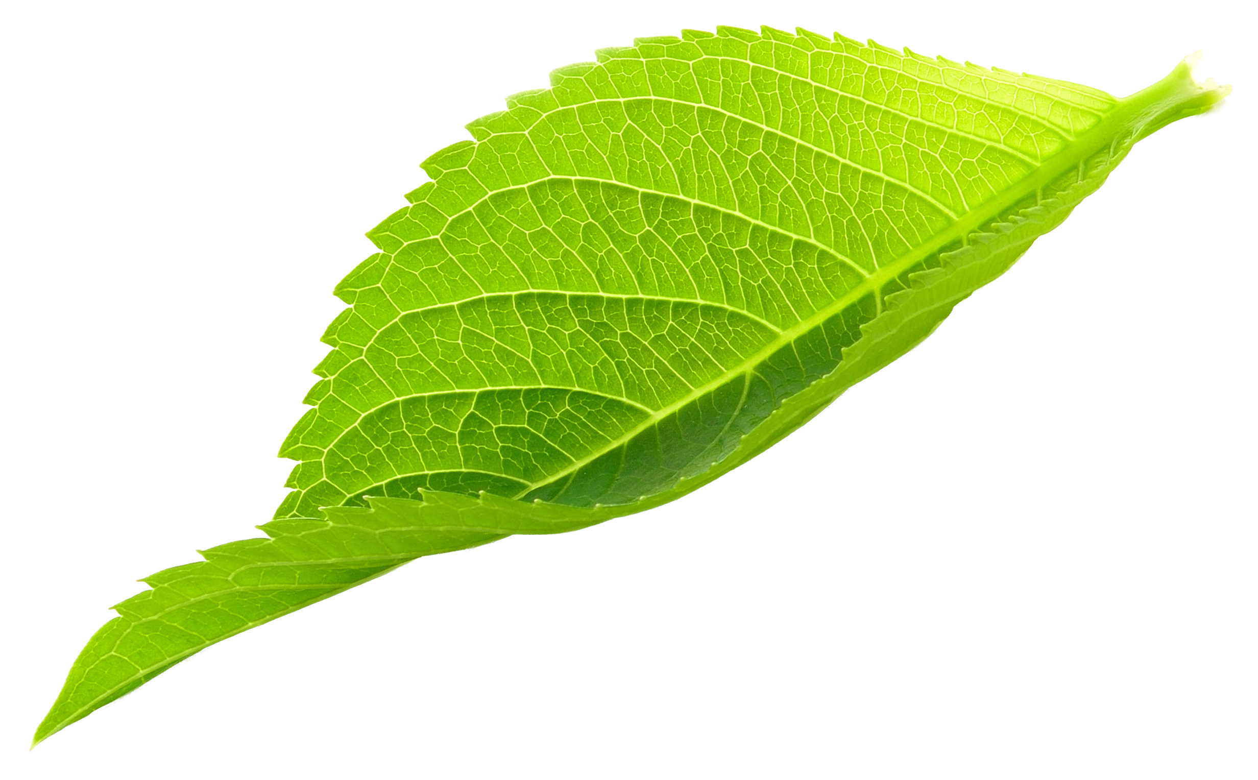 Homöopathie-Kloos